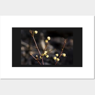 Wattle Flowers Posters and Art